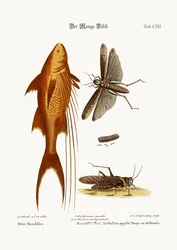 Mango-fisken. Den stora bruna gräshoppan, 1749-73